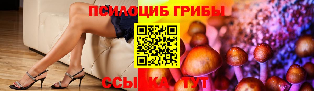 Галлюциногенные грибы Psilocybine cubensis Кандалакша